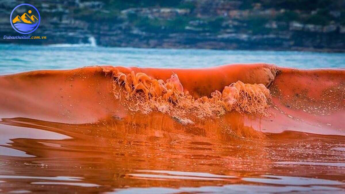 Thủy triều đỏ là hiện tượng nước biển chuyển sang màu đỏ